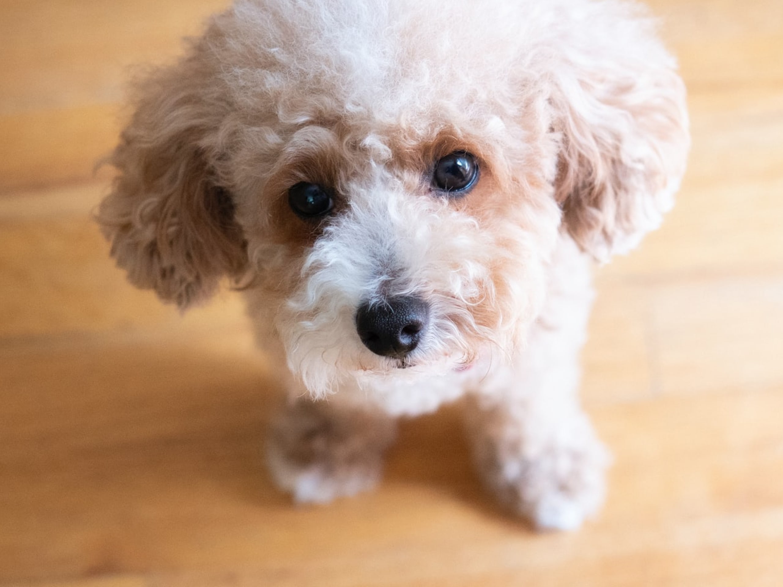 Why is my dog staring at me?